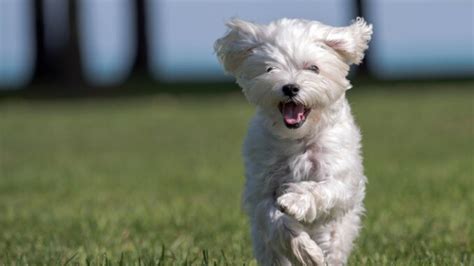 比熊犬與柴犬的混養經驗分享！如何讓毛孩子們和諧共處？