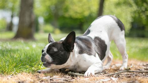 法國鬥牛犬：為什麼牠們是如此受歡迎的伴侶犬？