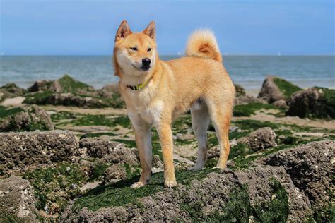 柴犬與比熊犬的健康養護建議！讓毛孩們活力滿分？