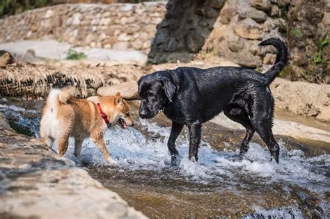 拉布拉多與柴犬的家庭適應性該選誰呢？