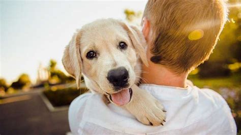 新手養狗的心得分享: 如何與愛犬共度美好時光？