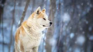 柴犬和獵犬的飼養技巧分享！你準備好了嗎？