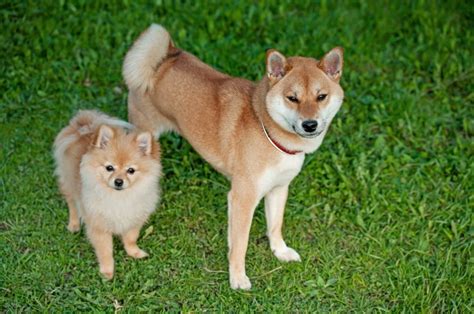 柴犬博美混種的外觀特色會讓你驚嘆不已！