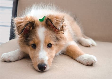 小型犬好養嗎？輕鬆解決現代人的孤獨感！