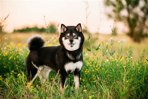 黑柴犬的魅力何在？探索稀有毛色的奥秘！